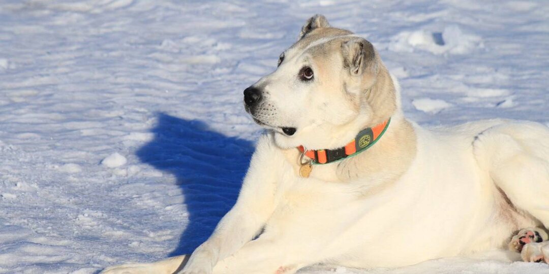 «Миссия: Спокойный уход». С чего начать?