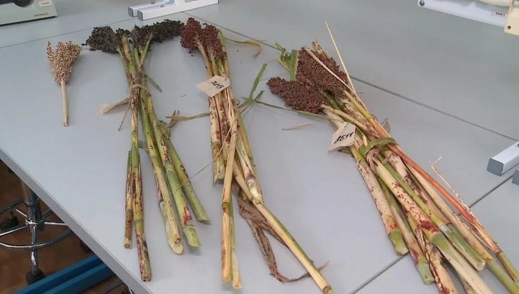    Фото: ФГБУ «ВНИИЗЖ»