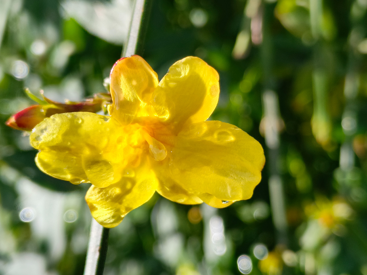 Адлер, ЖК Летняя резиденция, Жасмин желтый, февпаль 2026 года