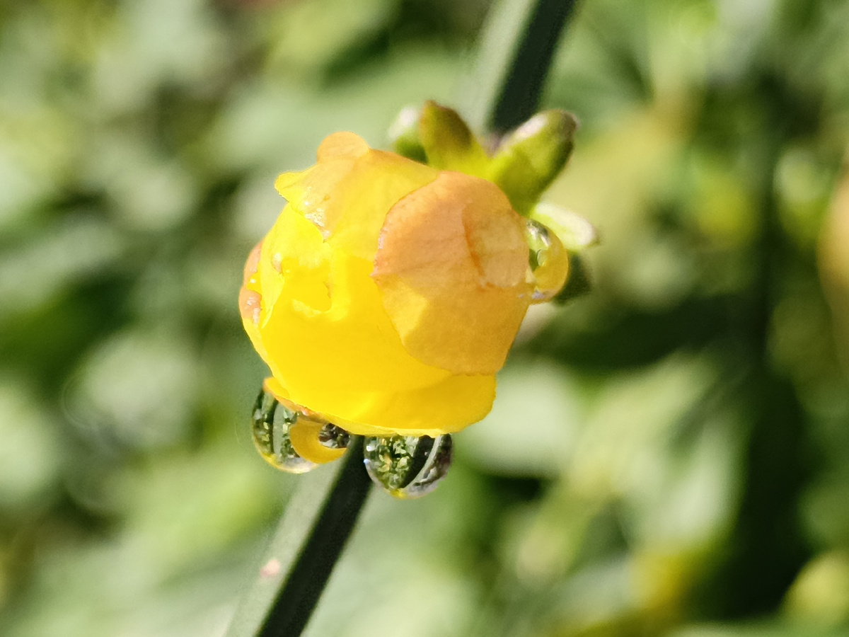 Адлер, ЖК Летняя резиденция, Жасмин желтый, февпаль 2026 года