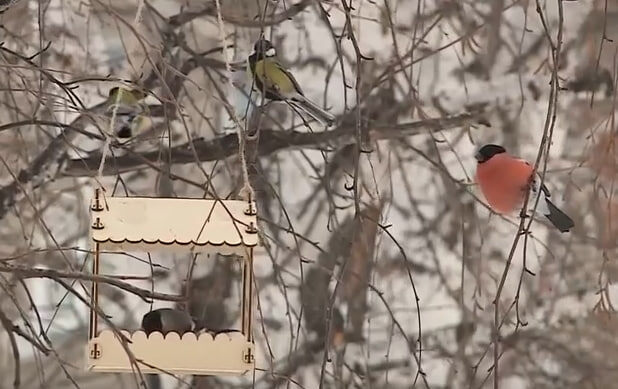     Красноярцев снова ждут погодные перепады до -30 градусов