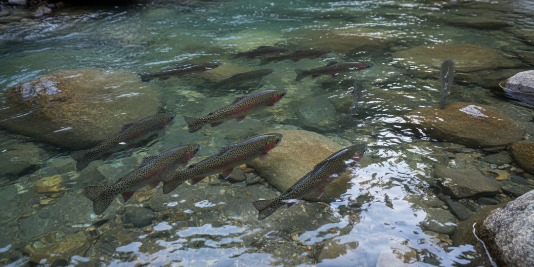 Форель в садовом пруду: почему это мечта, которая разбивается о летнюю жару