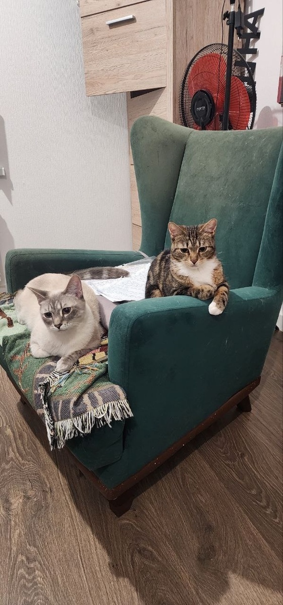 Этой мой друг Хеппи, мы всё делаем вместе 🧶😻