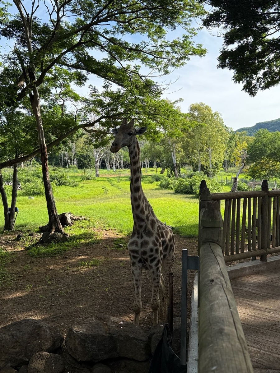Маврикий. Casela Nature Parks.