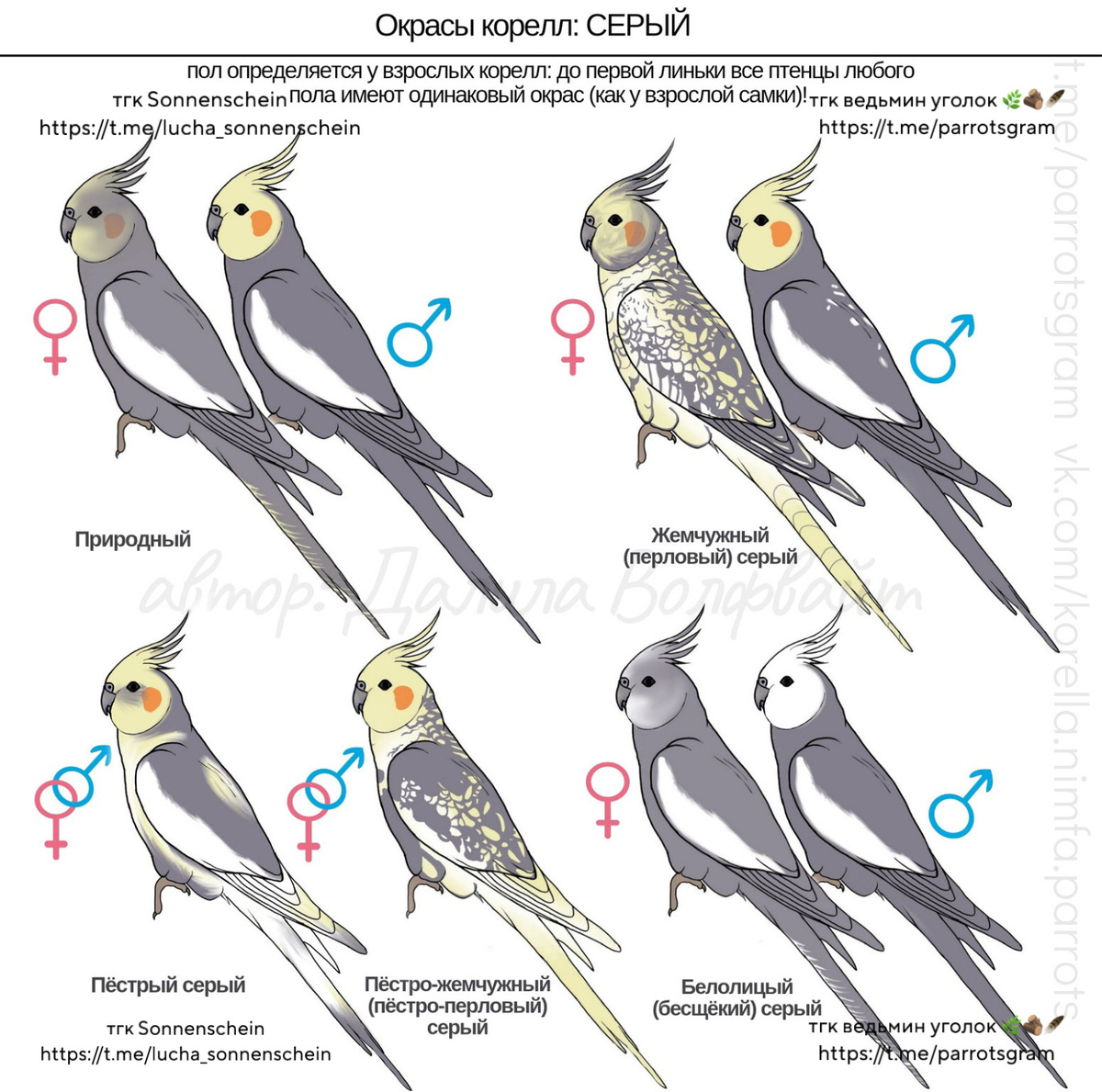 Автор рисунков Далила Волфвайт. Подписи делала я