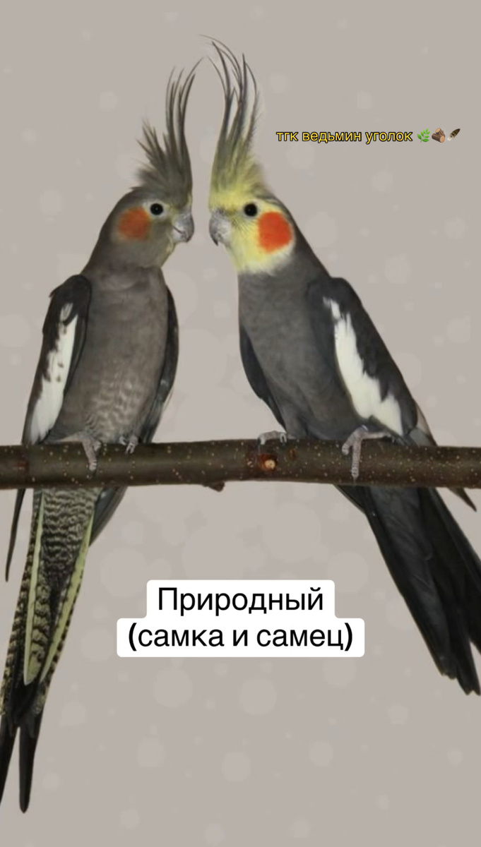 Взрослые самка и самец кореллы природного окраса после линьки. Все птенцы до линьки выглядят как самки!