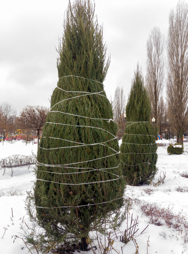 Обвязка деревьев на зиму во избежание выпревания