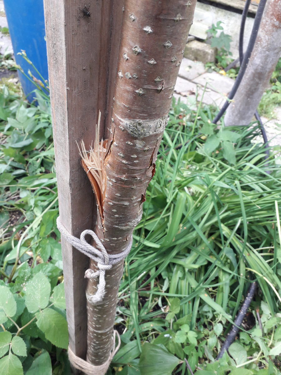 Фото 1. Фиксация сломанной рябины снизу к шине шпагатом.