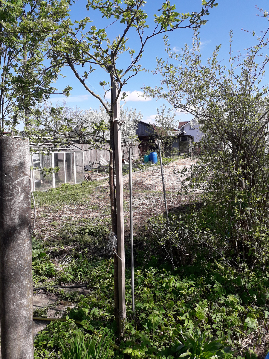 Фото 2. Рябина через год с отросшими ветками.