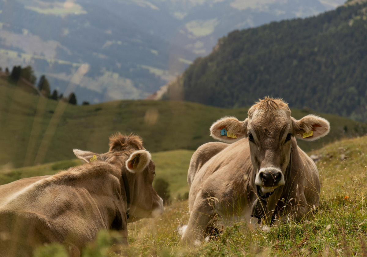 Источник изображения: canva.com