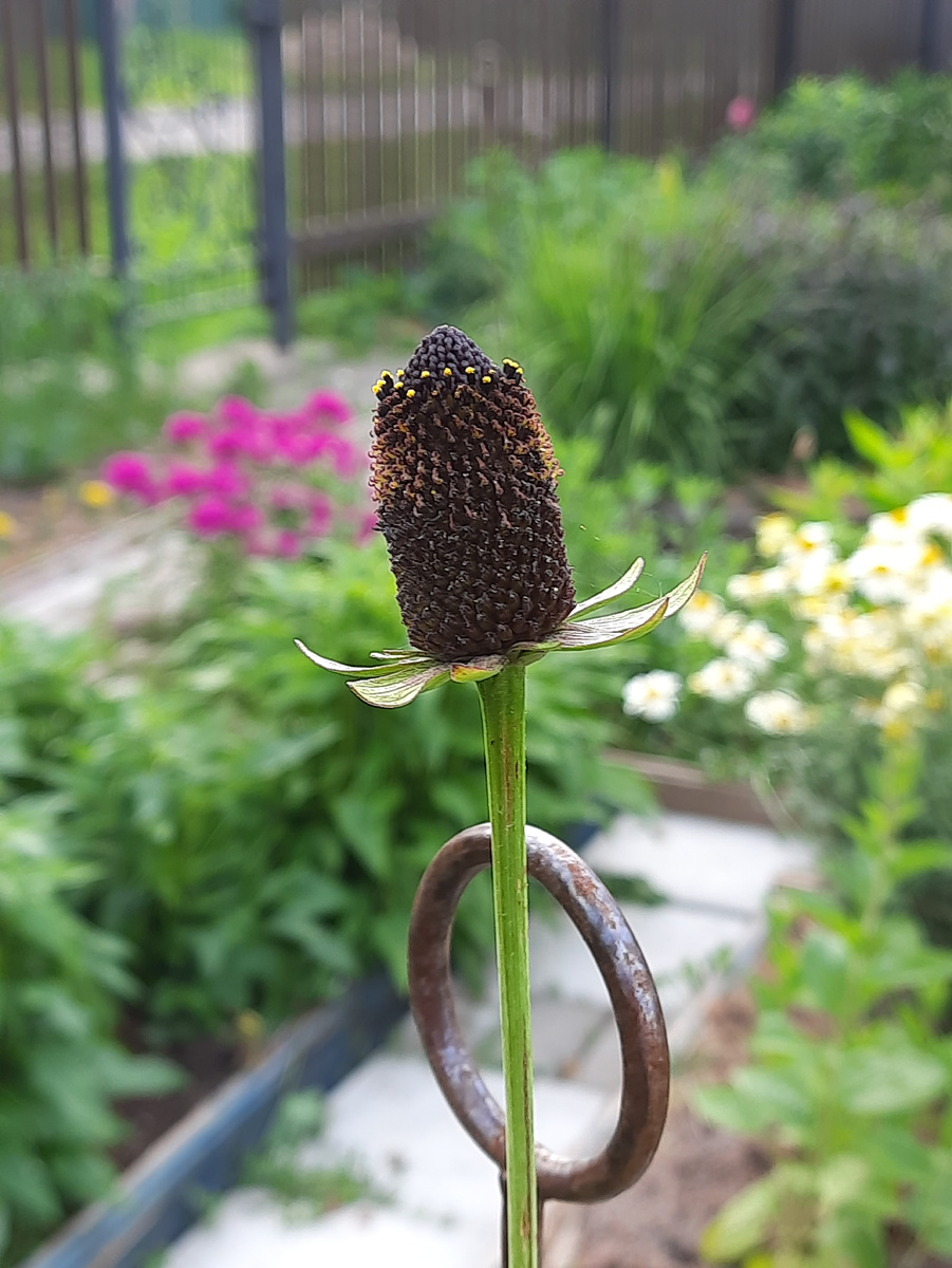 Рудбекия Блэк Бьюти