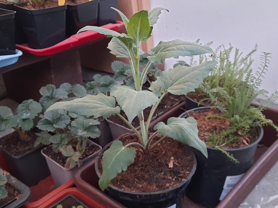 Рудбекия Блэк Бьюти при покупке