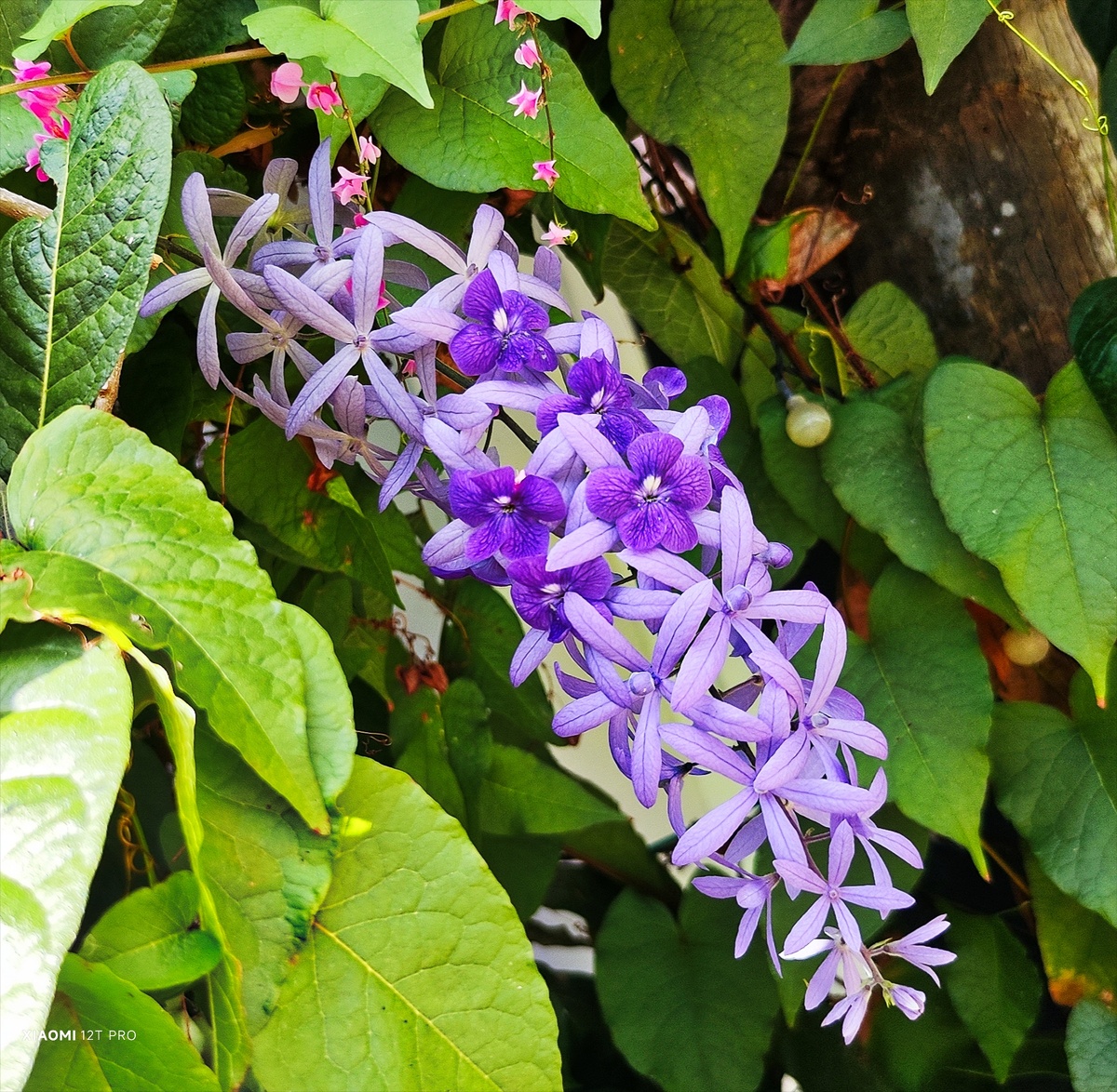 Петрея волюбилис