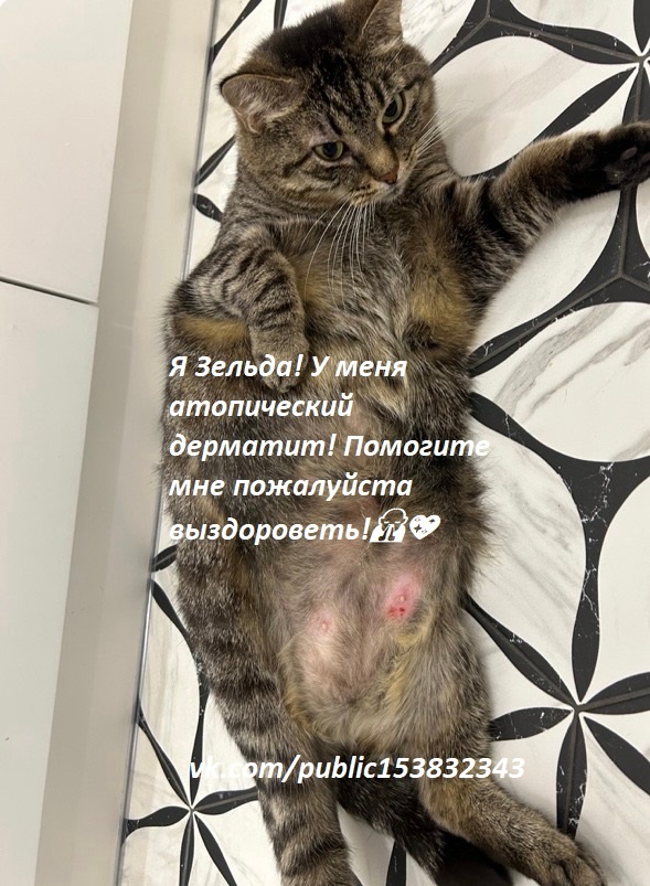 Это лучшее состояние её живота, но она всё равно чешется 😭