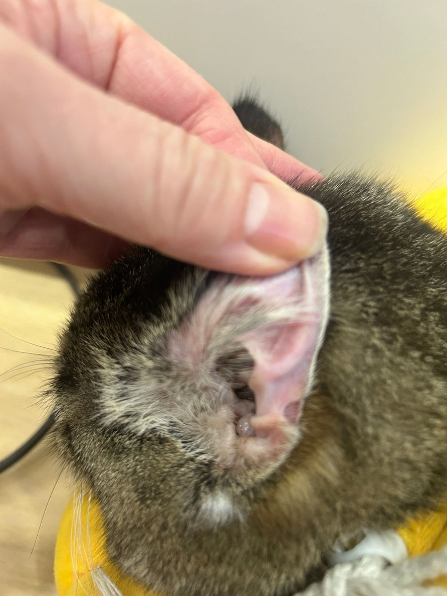 Уши чешутся, периодически краснеют 😥