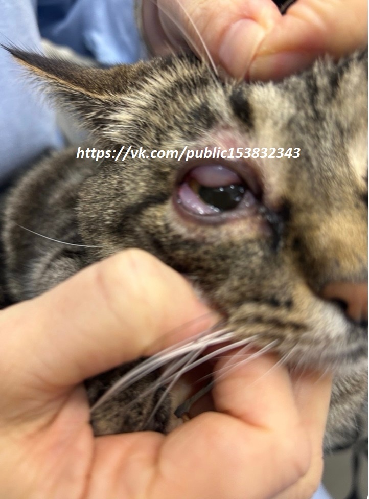 Глаз постоянно воспаляется 😭