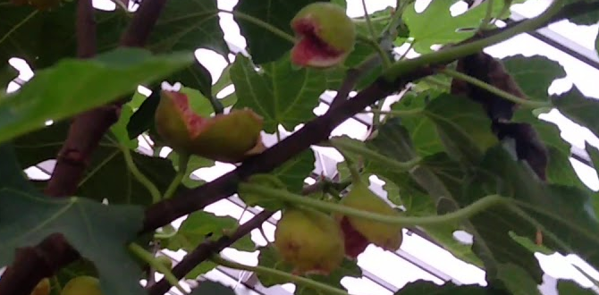 сорт Брунсвик