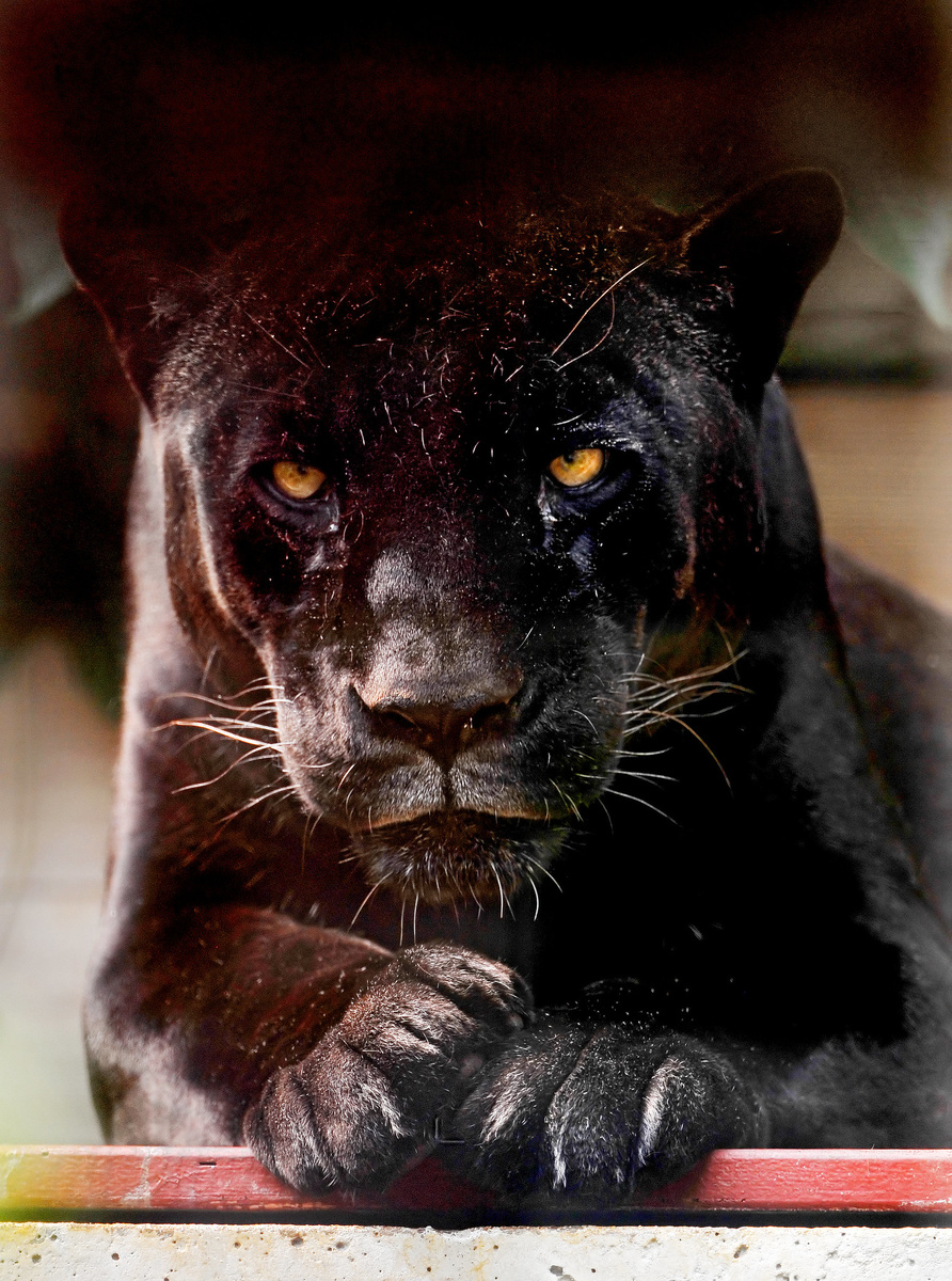 Это - Петра, самка снежного барса из зоопарка Штутгардта в Германии. (с) Flickt / Tambako the Jaguar