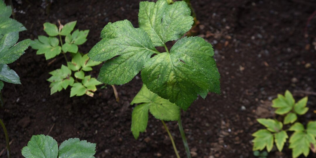 Растение долголетия из Японии