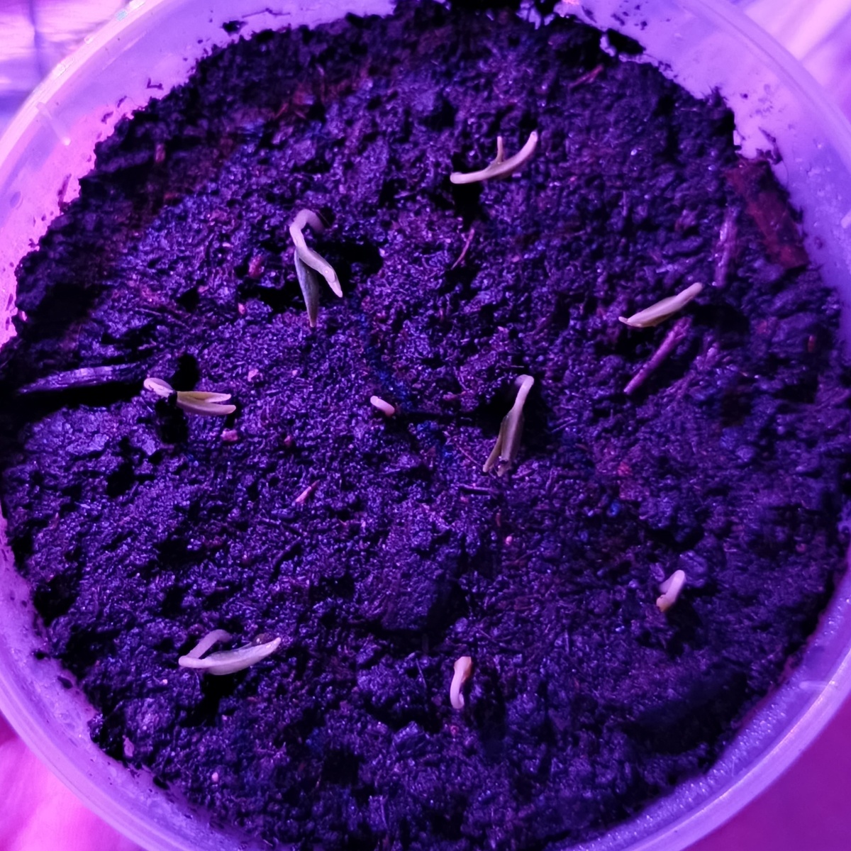 Девятый день. Взошло девять перцев из десяти. 