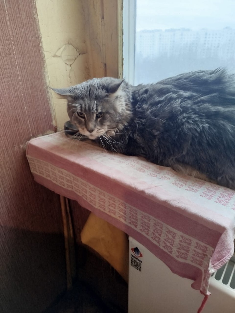 Меня забрали из "нехорошей квартиры", вот бы стать как кот Бегемот