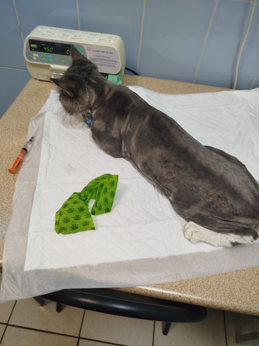 Подстригли и начали лечить