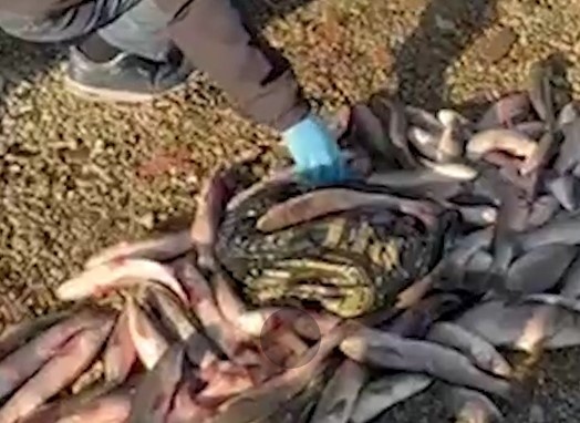    ГУ Росгвардии по Краснодарскому краю