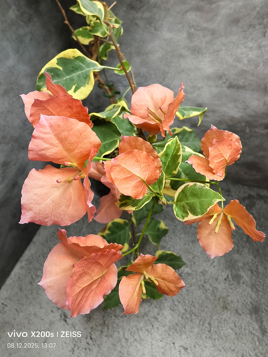 Бугенвиллия Оранж Айс