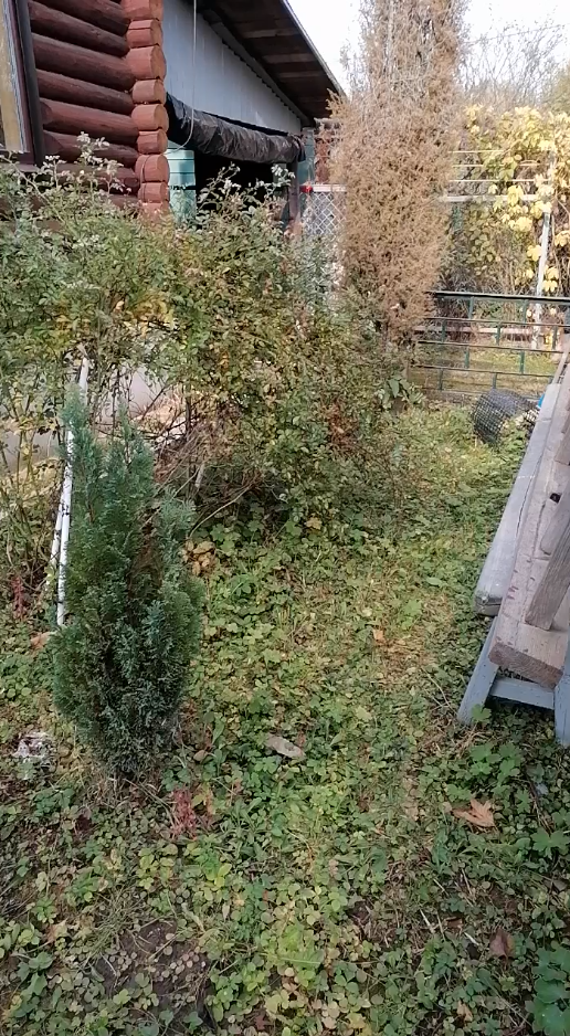 Так было до того пока мы не сделали дорожки. Розу пришлось перенести, так как она росла скраю, а мы хотели сделать широкую дорожку. Пересадку роза не перенесла. 