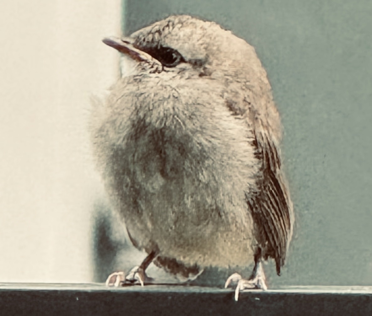 Птенец бюльбюля