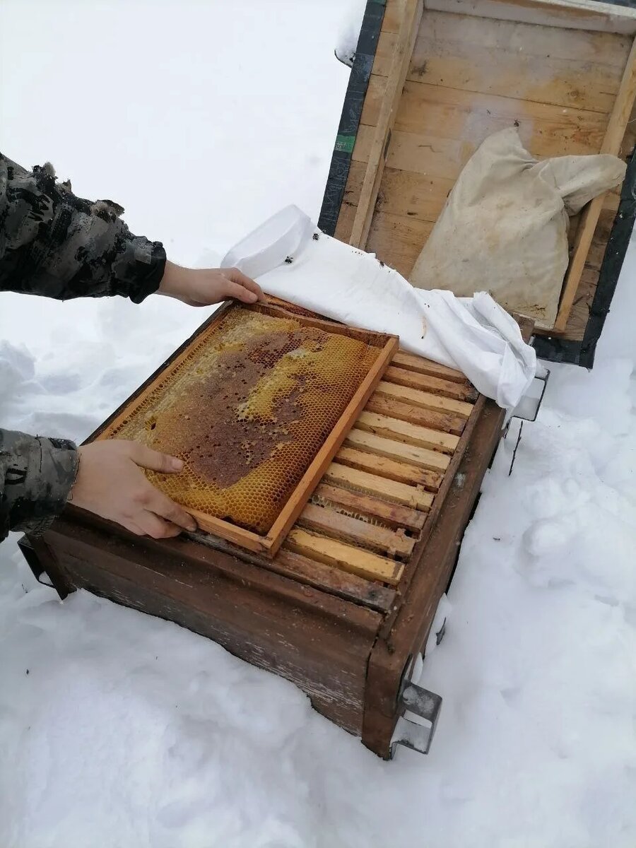 Во время недавней пару дневной оттепели 0 +1 положил по рамке с мёдом некоторым семьям. 