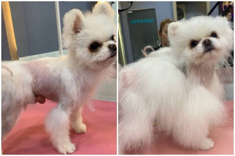    Уральский разработчик создал средство от облысения для собак. Фото: Департамент информационной политики Свердловской области