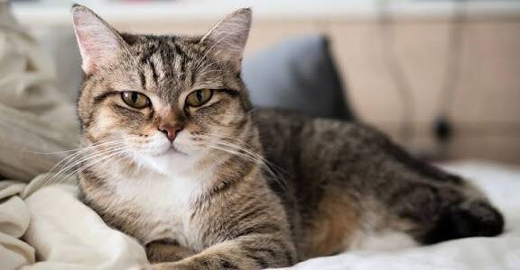 Фото из Интернета. 