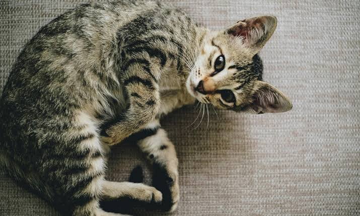 Фото из Интернета. 