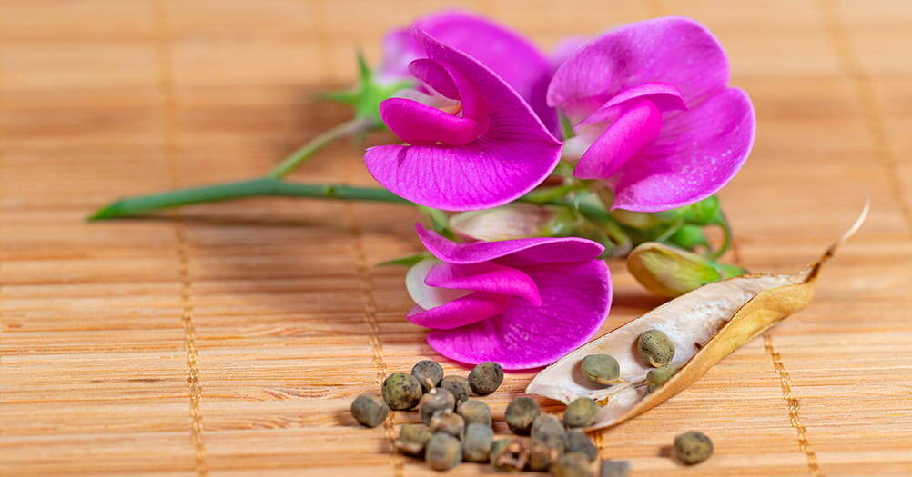 Душистый горошек из семян: полный гид по выращиванию