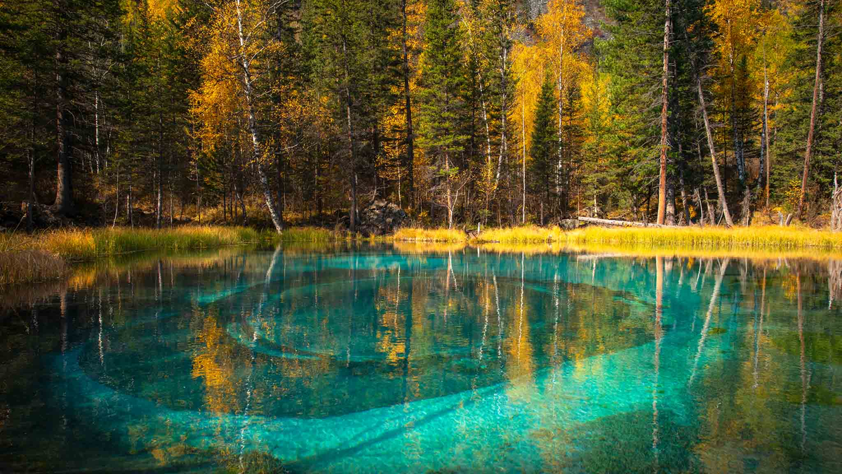 (источник: kp.ru)