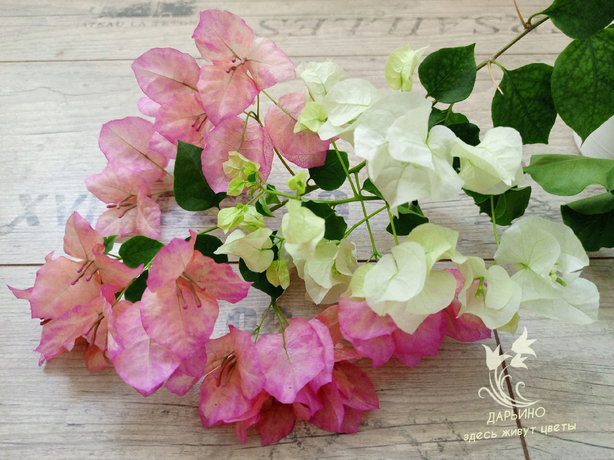 Бугенвиллии 'Cristina' и 'Sea Foam'