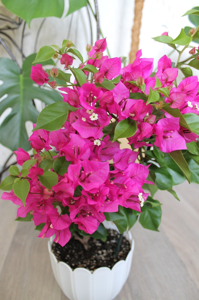 Бугенвиллея 'Vera Deep Purple'