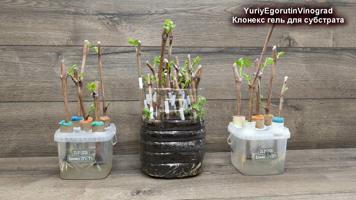 Итоги эксперимента.