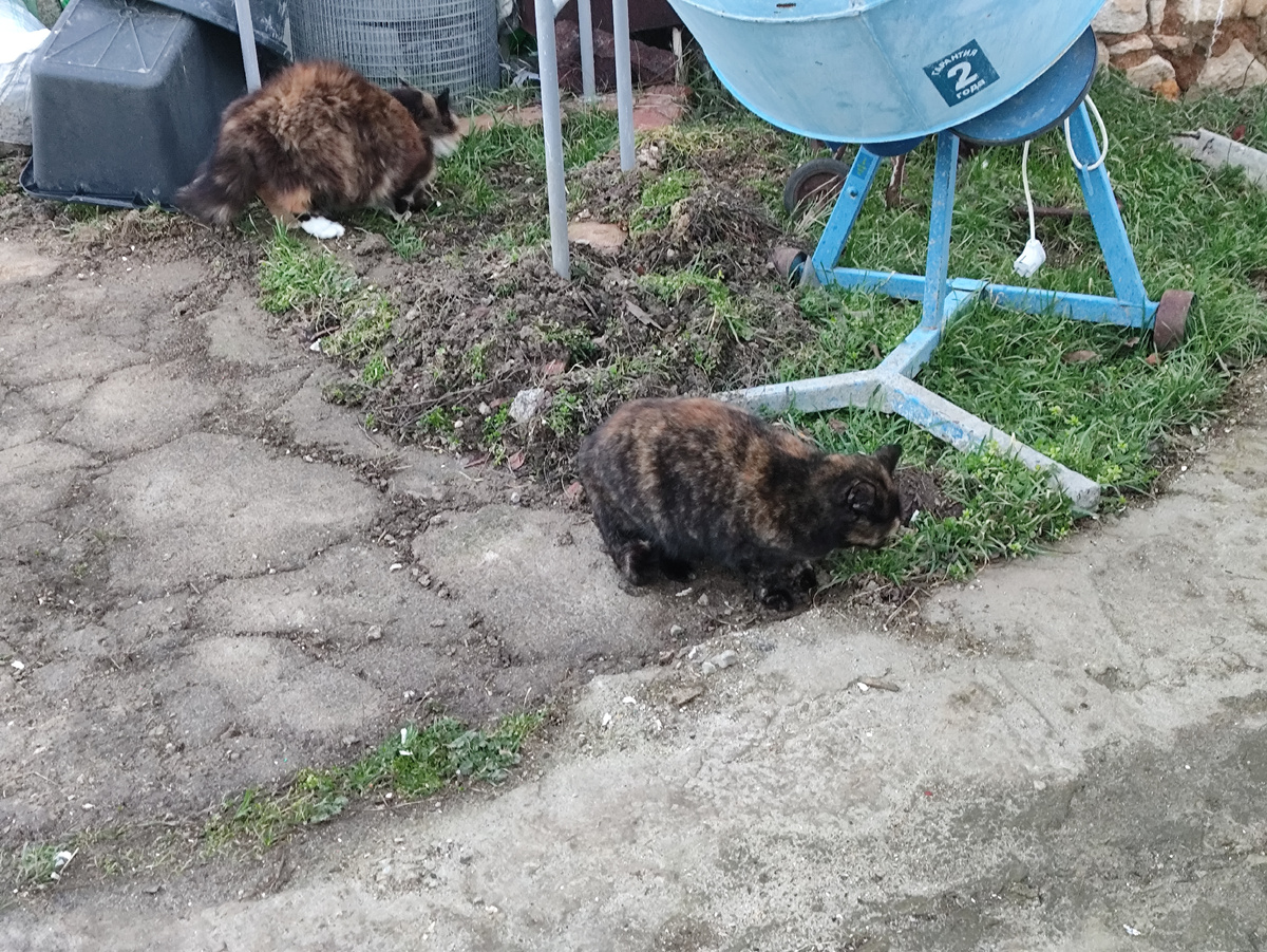 Всем пастись, жрать траву!