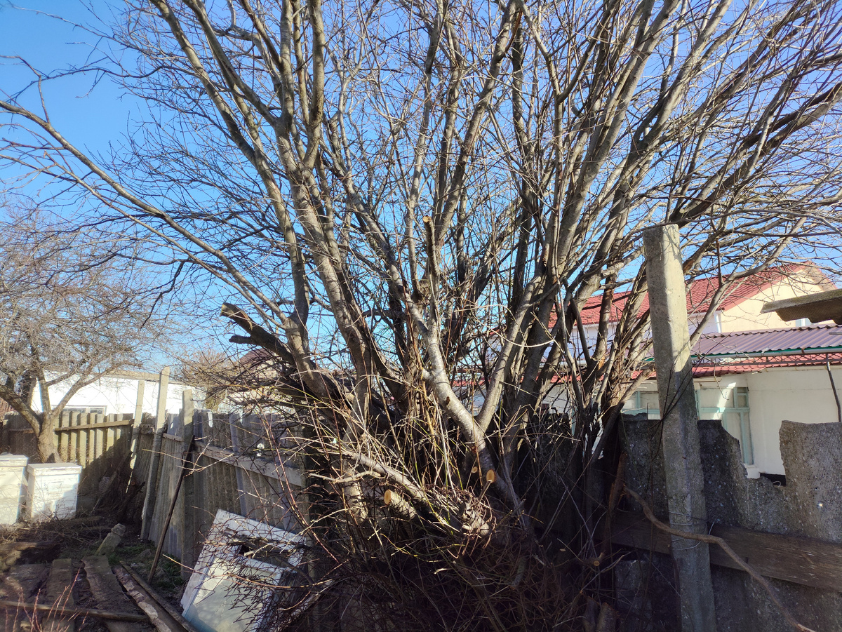 Ну и дерево... Страшно даже