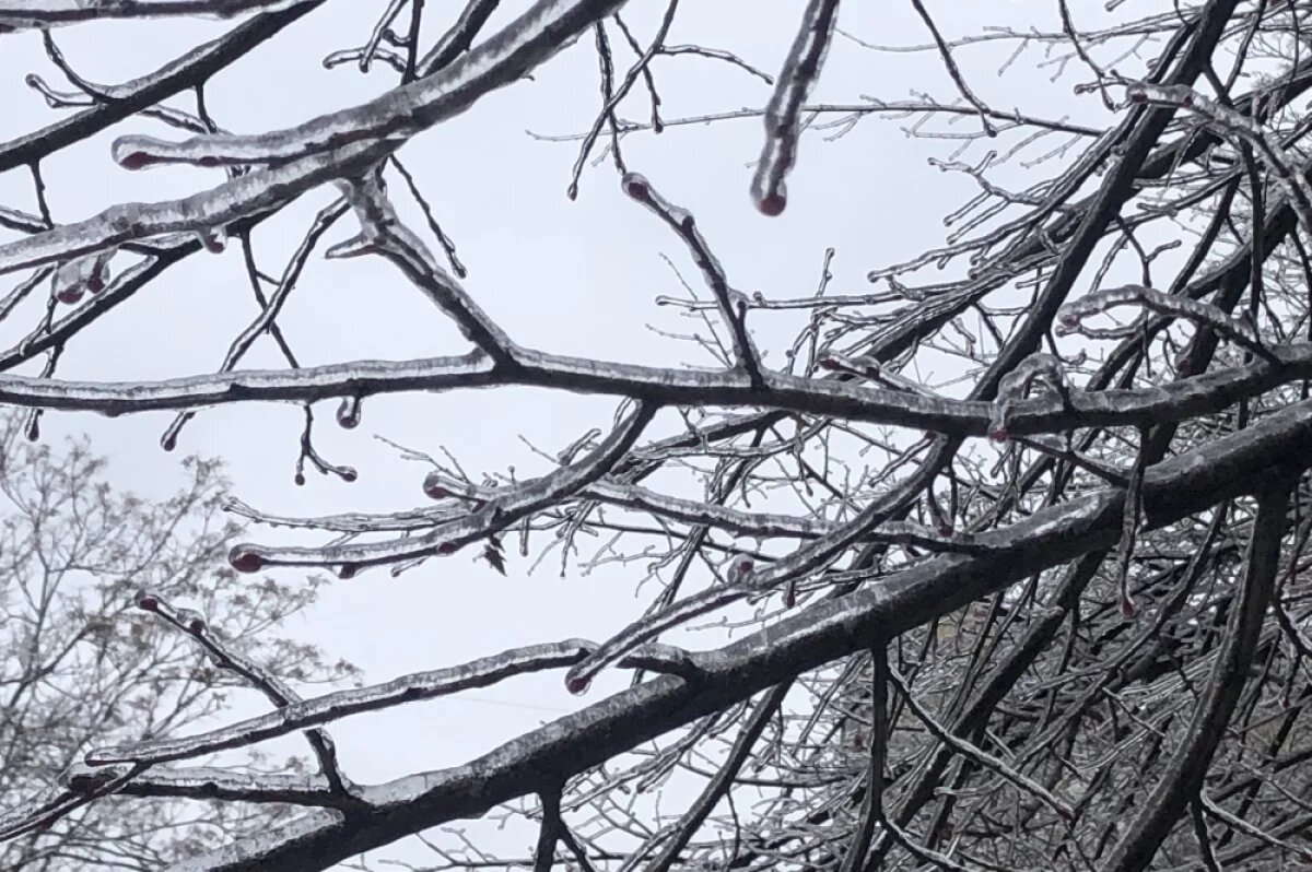    Агроном Лагута рассказал, как спасти зимний сад после ледяного дождя