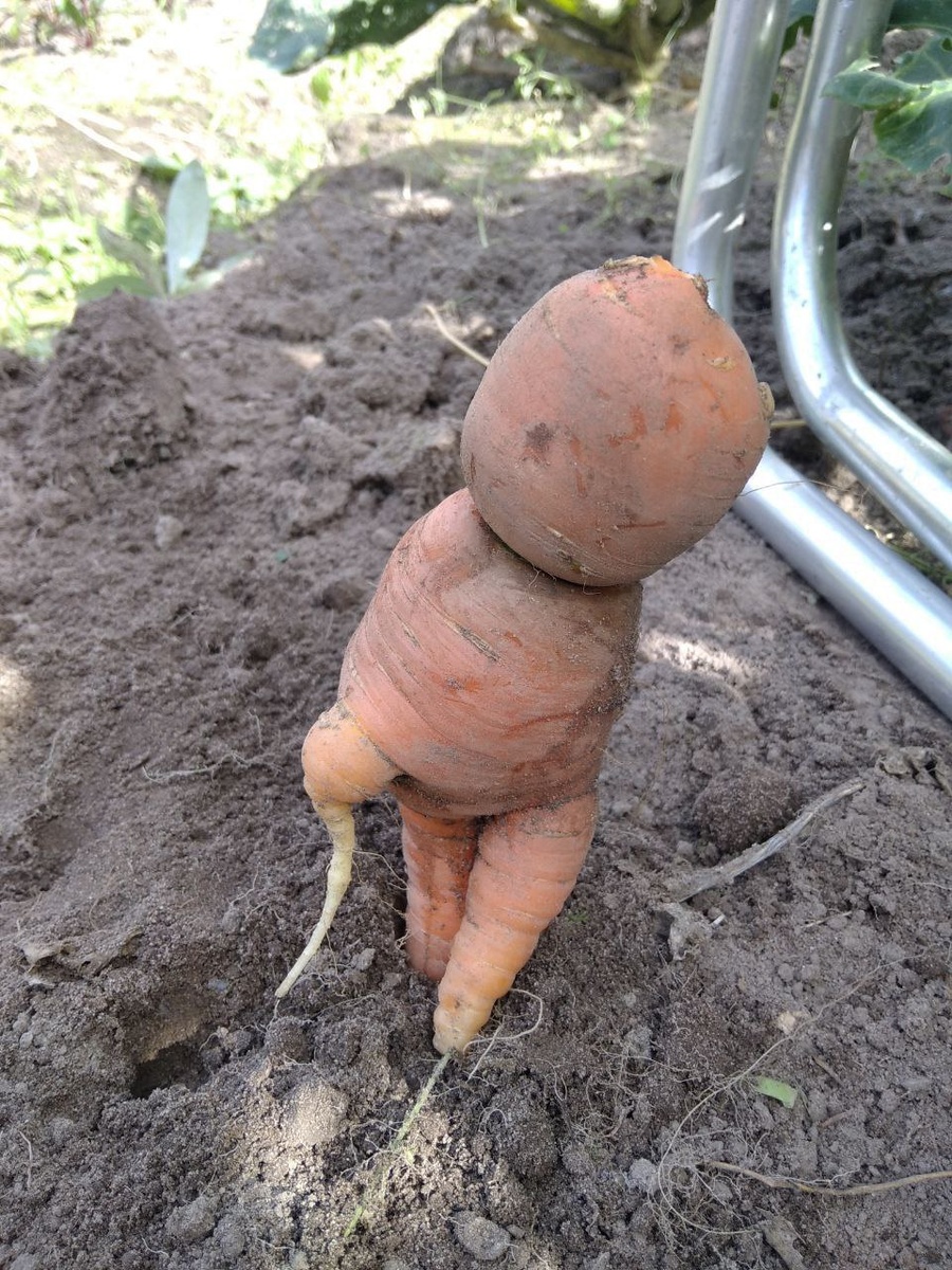 А была ли морковка .. 