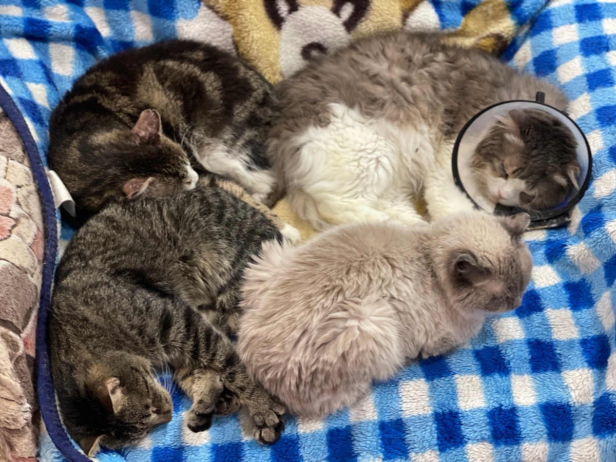 Афоня, Пушистик, Остап, София