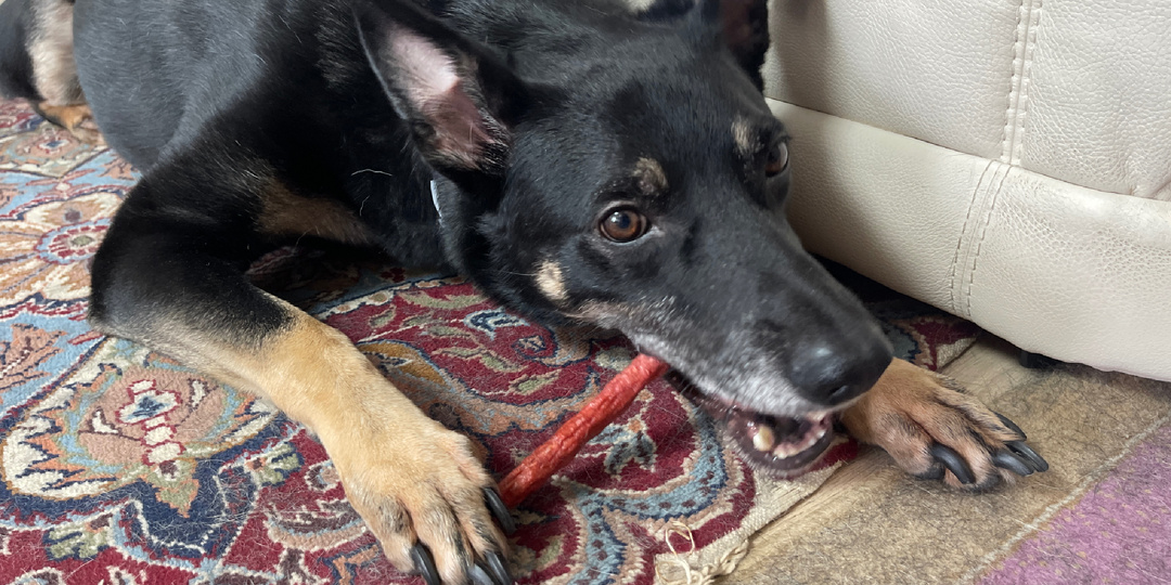 Неожиданные вещи, которые таскает собака