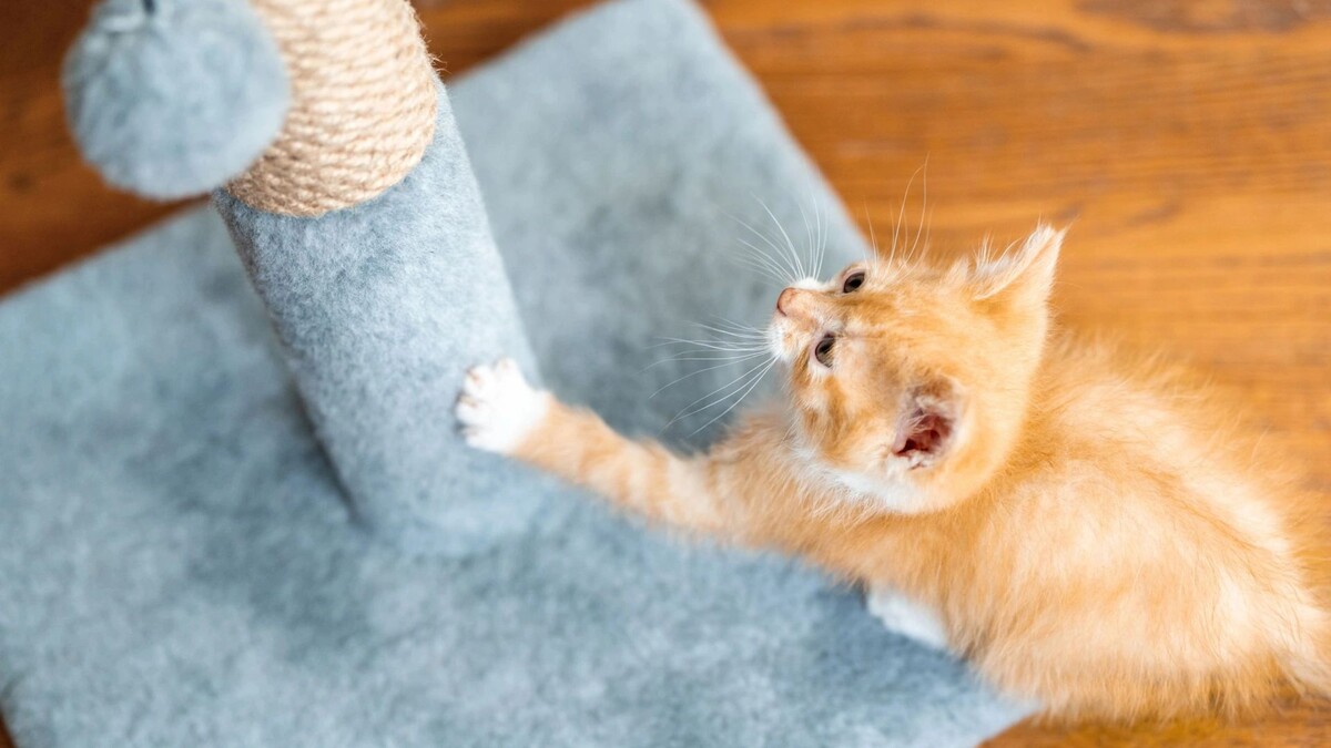    Фото: Andrii Yalanskyi / Shutterstock / Fotodom