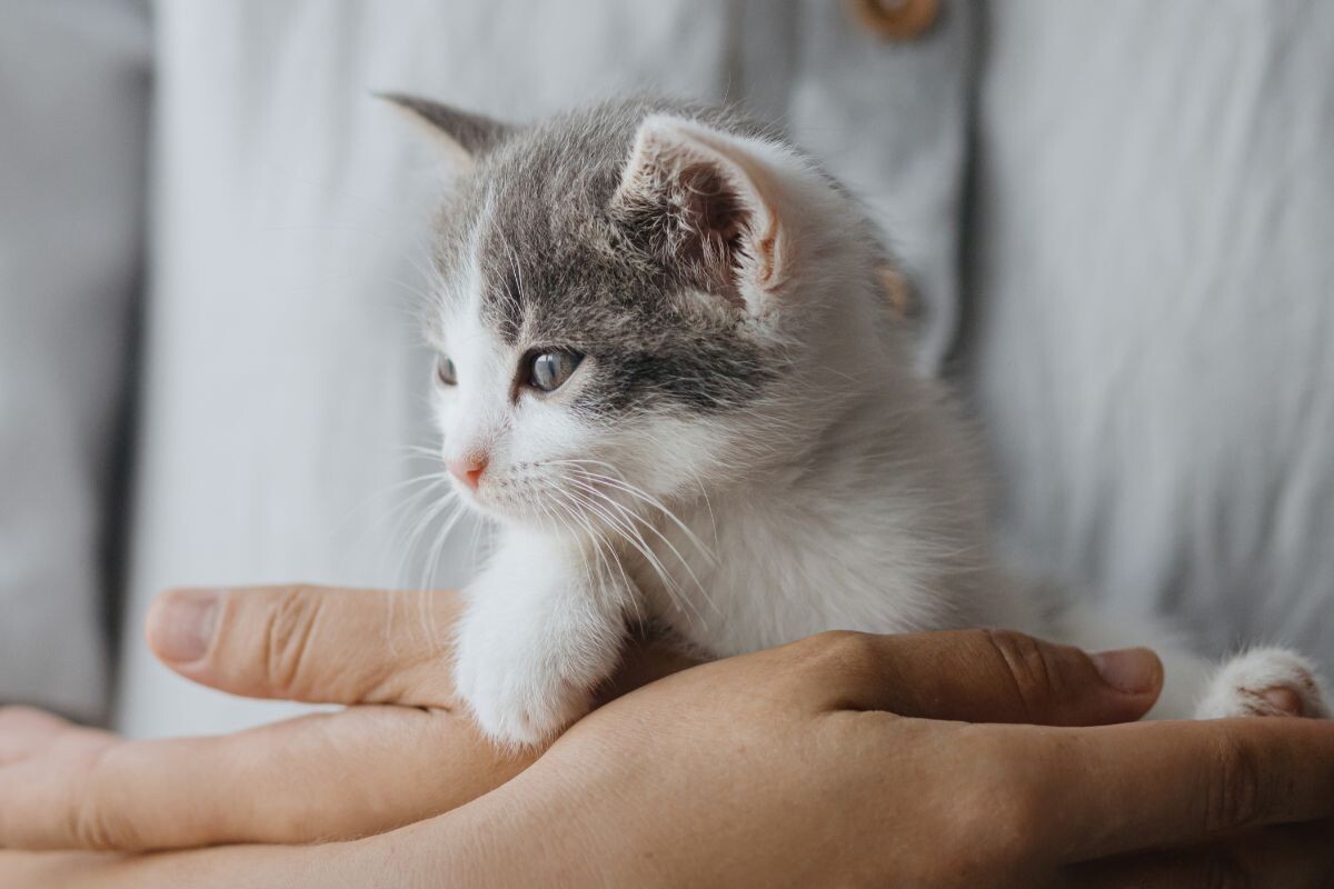 Когда котёнок начинает мурлыкать