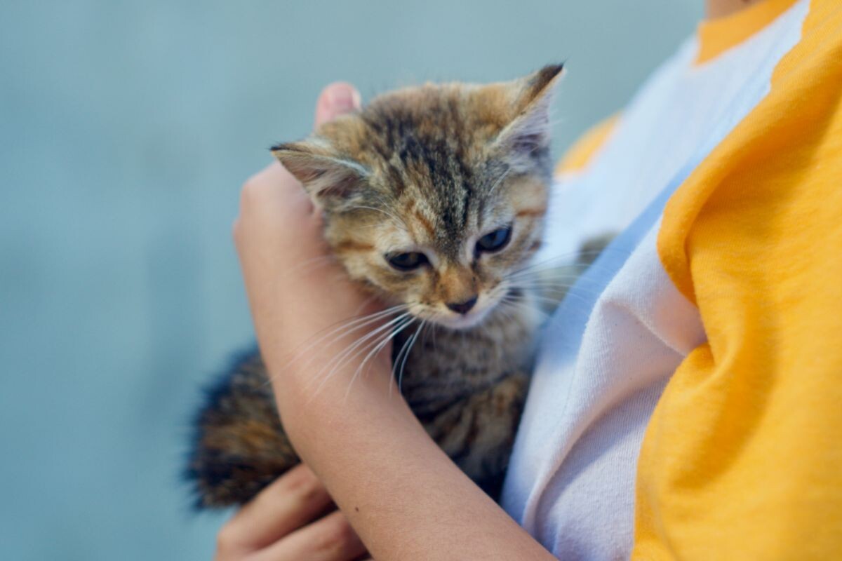 Котёнок на руках 