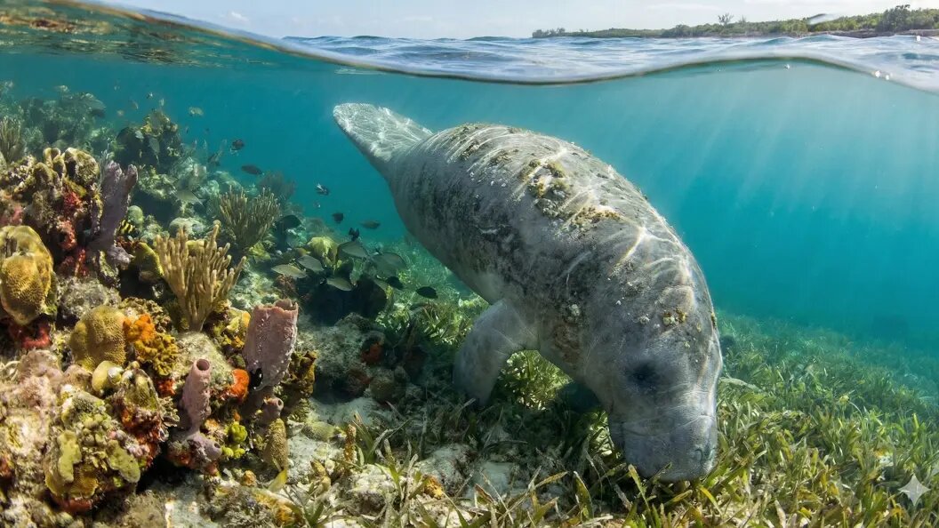    Коллаж ИИ/запрос Царьграда.