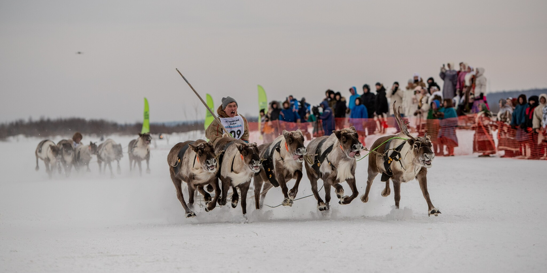 «Русская Формула-1» на оленях: иностранец приехал на Ямал и потерял дар речи от увиденного
